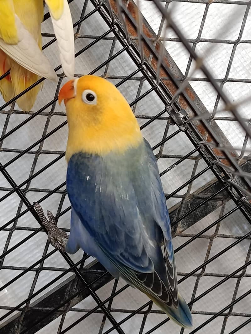 Parblue Opline Pallefellow  & Violet Opline Split Pallefellow

                                                            alt=