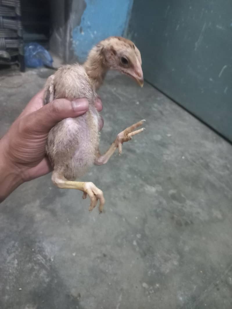 Aseel chicks

                                                            alt=