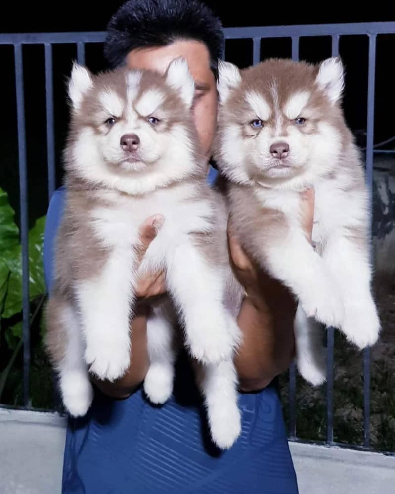 SHIHTZU Pomeranian chow chow labrador husky Rottweiler Pitbull GSD