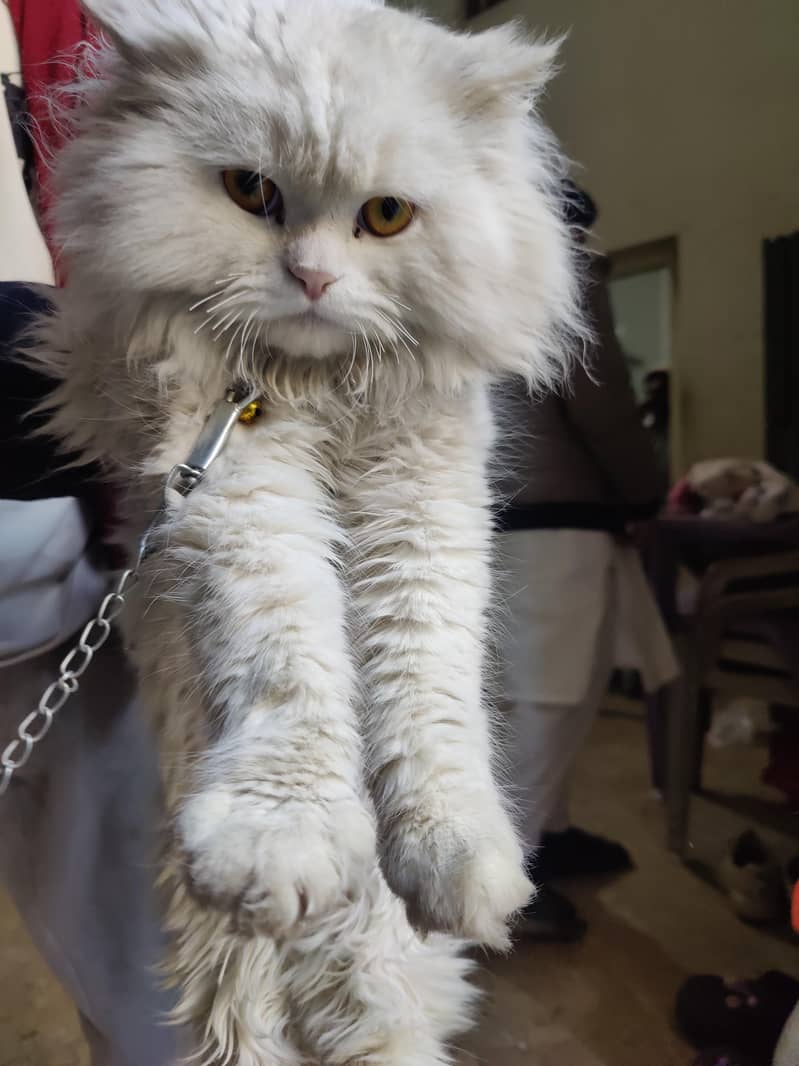 Male White Triple-Coat Cat – Healthy & Beautiful

                                                            alt=