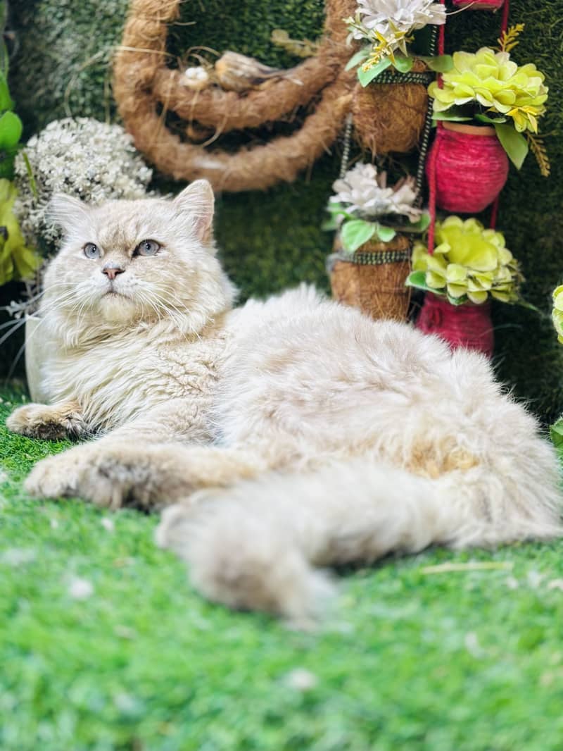 Persian Cat Kittens Available

                                                            alt=