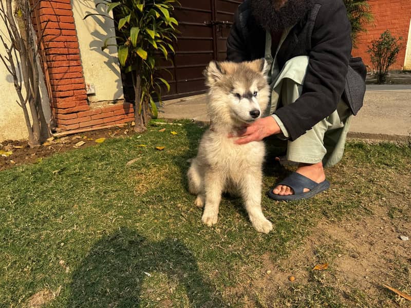 Siberian Husky/ Malamute Pups for Sale

                                                            alt=