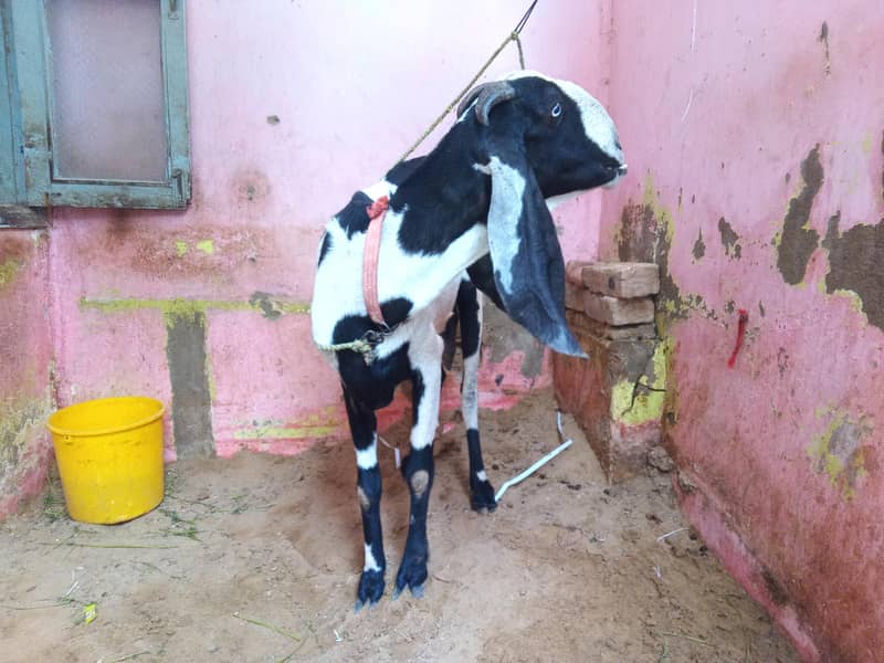 6 dant bakri he beetal

                                                            alt=