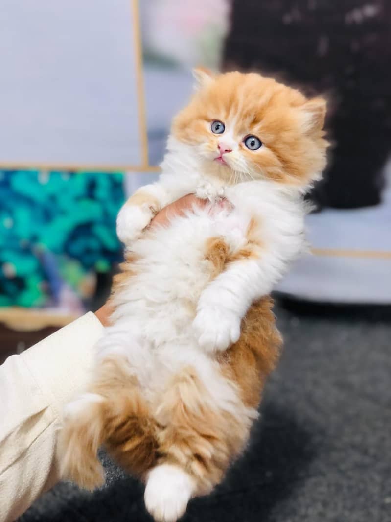 Home delivery available parshion kittens cats male feamle

                                                            alt=