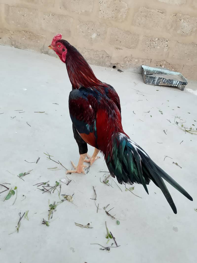 Mainwali Aseel

                                                            alt=