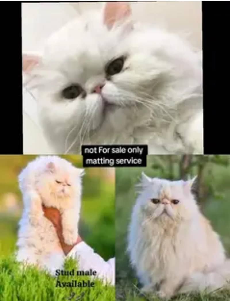 piki Face And Xtreme punch face Male for Stud service /Cat Stud servic

                                                            alt=