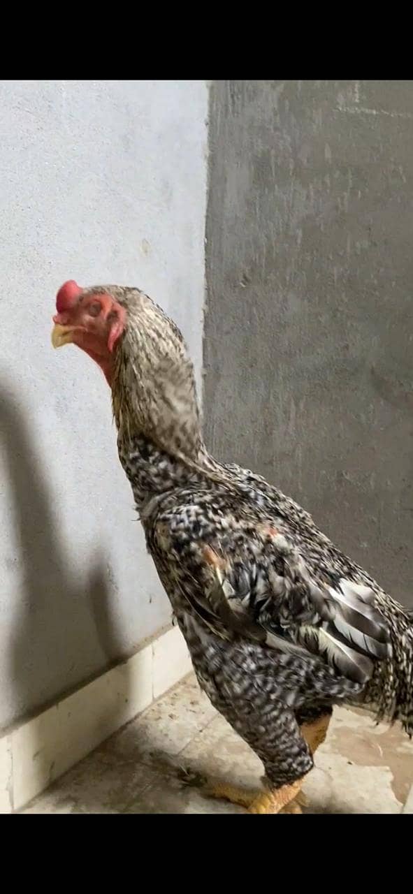 White shamo chicks | Shamo Aseel | Oh shamo | shamo egg | Chicks

                                                            alt=