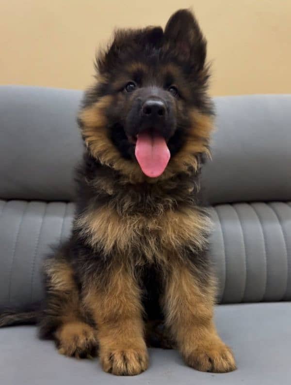 German Shepherd puppy | Long Coat puppies | Dog For Sale | GSD

                                                            alt=