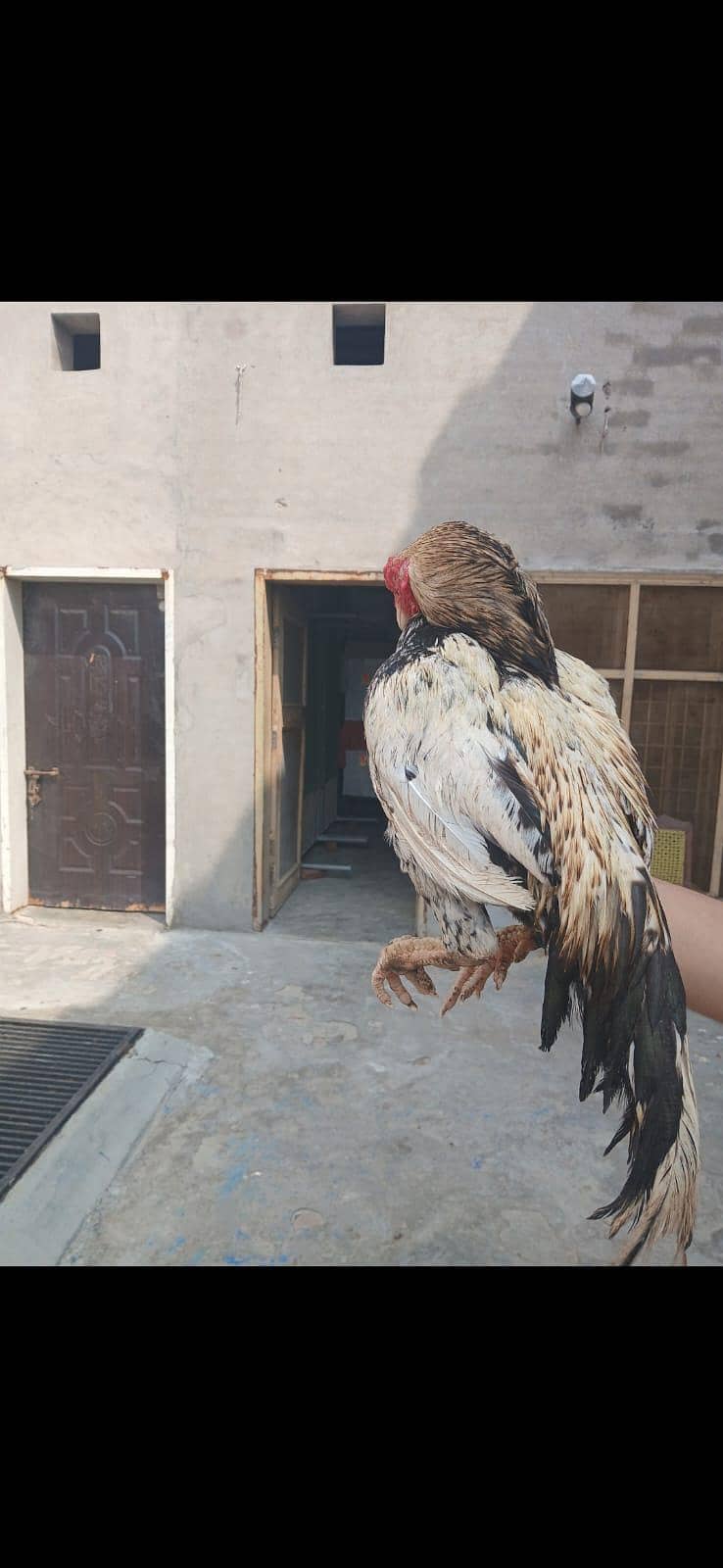 aseel good breader jawaa good quality

                                                            alt=