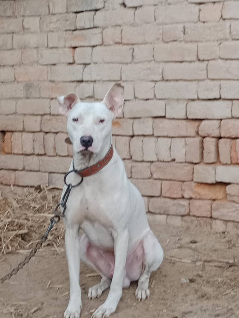 Gultair dog | Gultair Dog for sall | Kohati Gultair | Gultair Male Dog

                                                            alt=