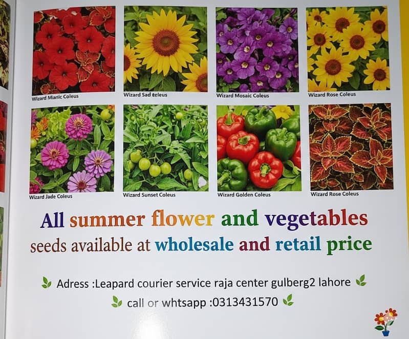 Seeds available at wholesale & Retail price,Summer Flowers ,Vegetables

                                                            alt=