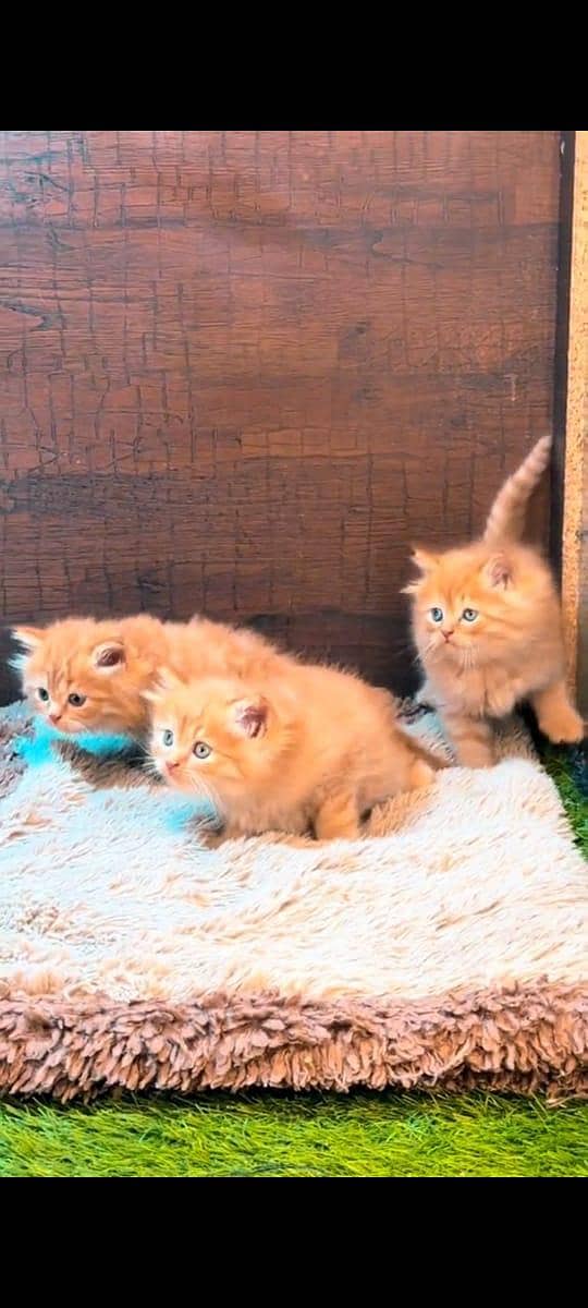 pure persian cats vaccinated triple coated WhatsApp 03317823482

                                                            alt=