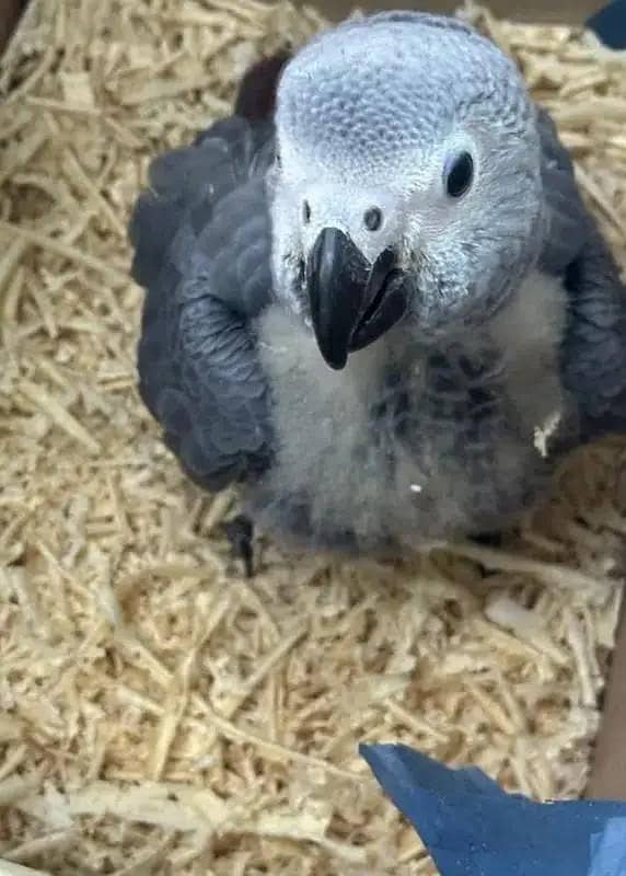 African grey parrot checks for sale 0327/6760/726

                                                            alt=