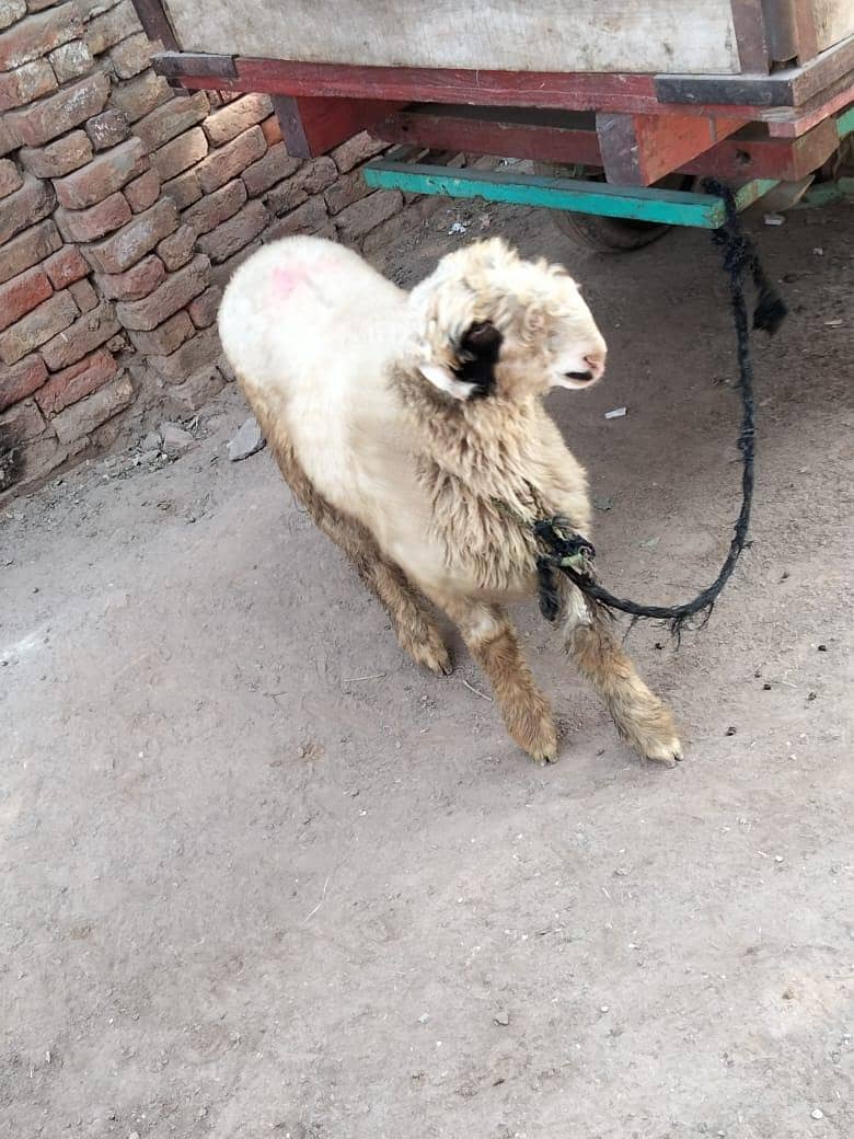 mudra chatra for sale

                                                            alt=