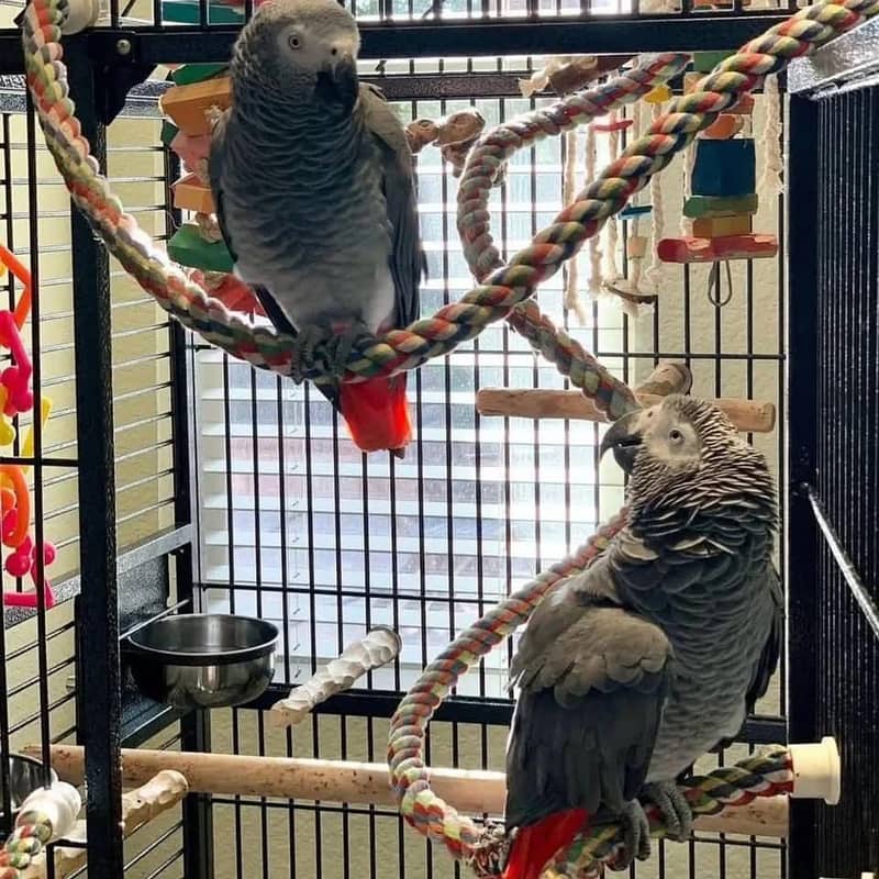 African grey parrot pair for sale

                                                            alt=