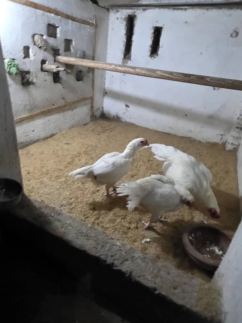 Heera Aseel chicks Pathy Breedor

                                                            alt=