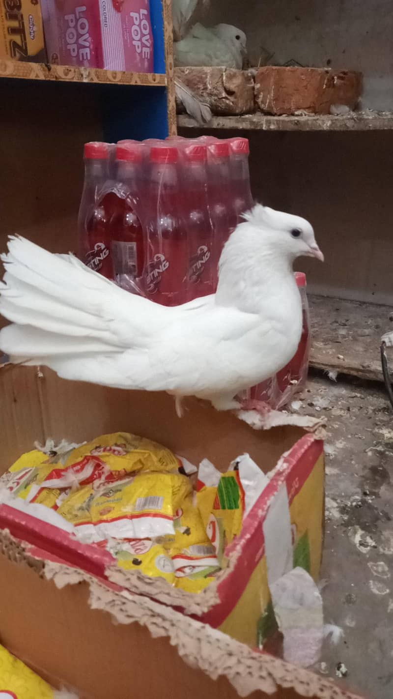 Urgent sale krny h bhai logggggggg

                                                            alt=