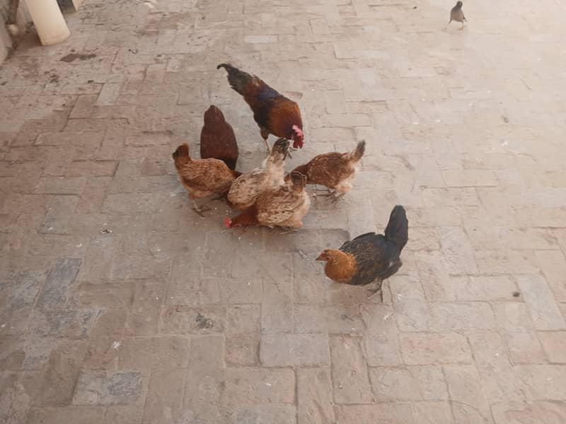 Eggs laying hens and cock.

                                                            alt=