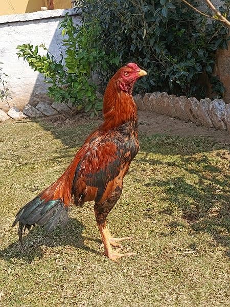 Aseel mianwali

                                                            alt=