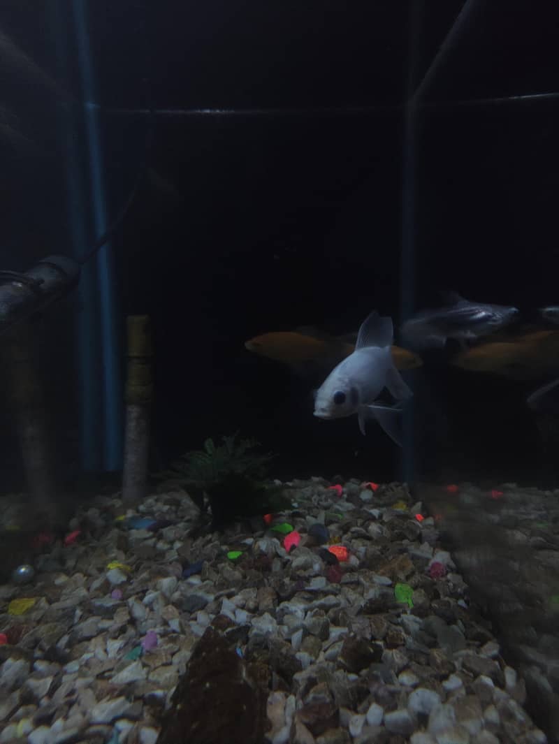 healthy and active fishes full setup

                                                            alt=