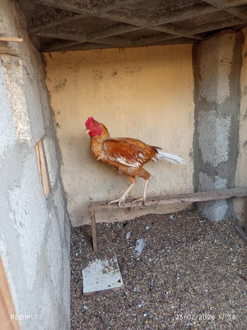 aseel hens

                                                            alt=