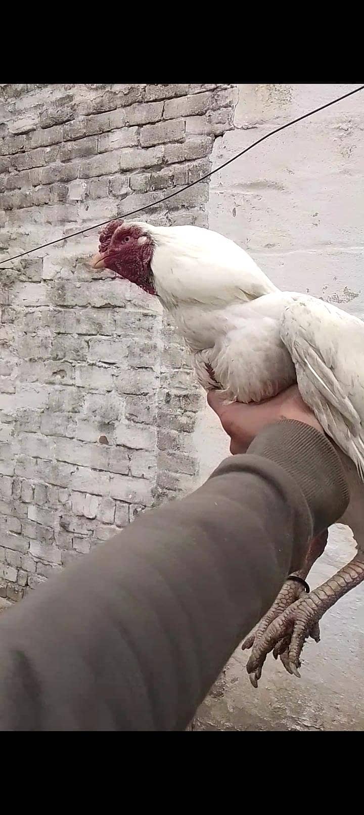 heera figher urgent sale

                                                            alt=