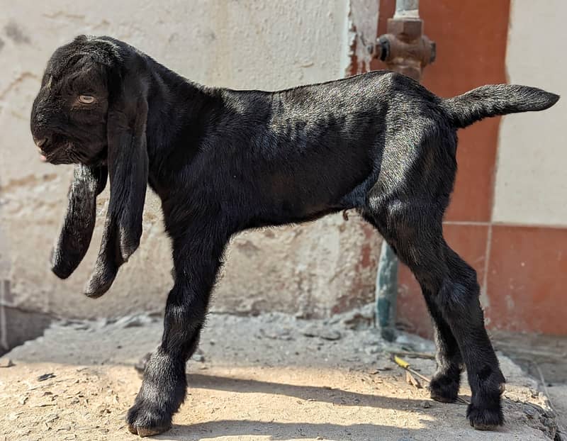 Amratsari Beeta bareedar Bakra

                                                            alt=