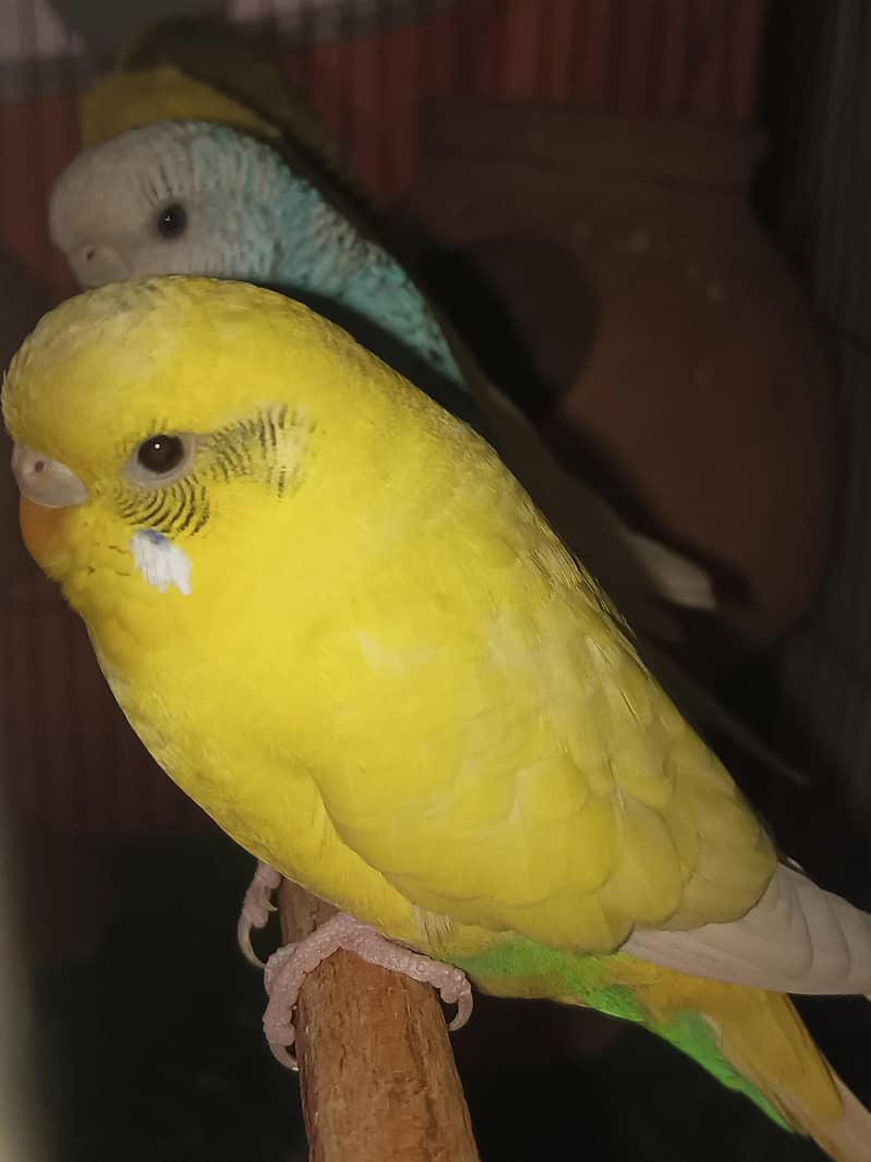 Australia parrot

                                                            alt=