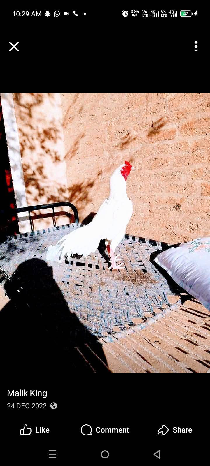 white heera for sell

                                                            alt=