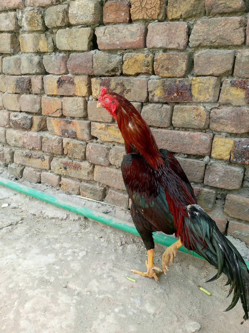 im selling lakha and slaeta birds

                                                            alt=