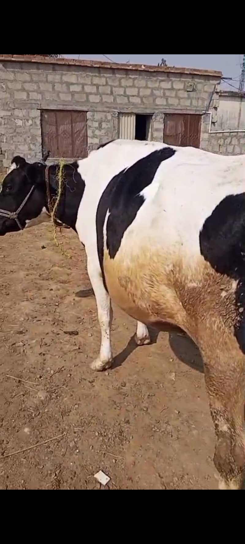 Pure Friesian cow for sale

                                                            alt=