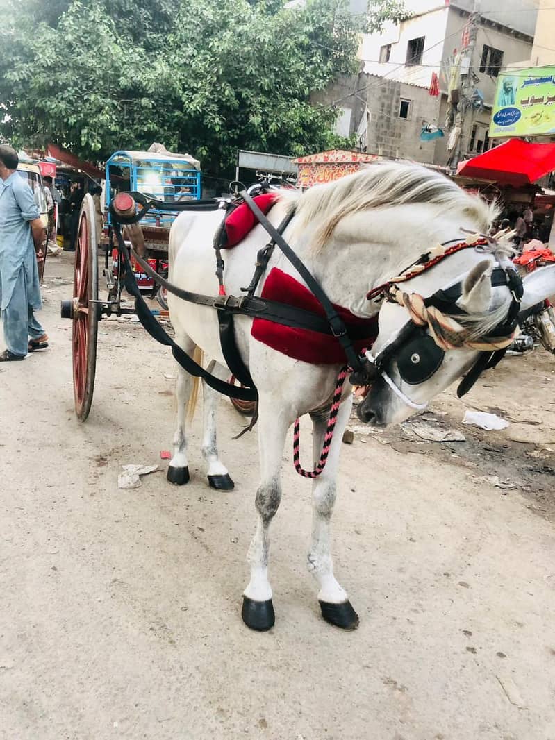 Karachi horse for sale 03283795502

                                                            alt=