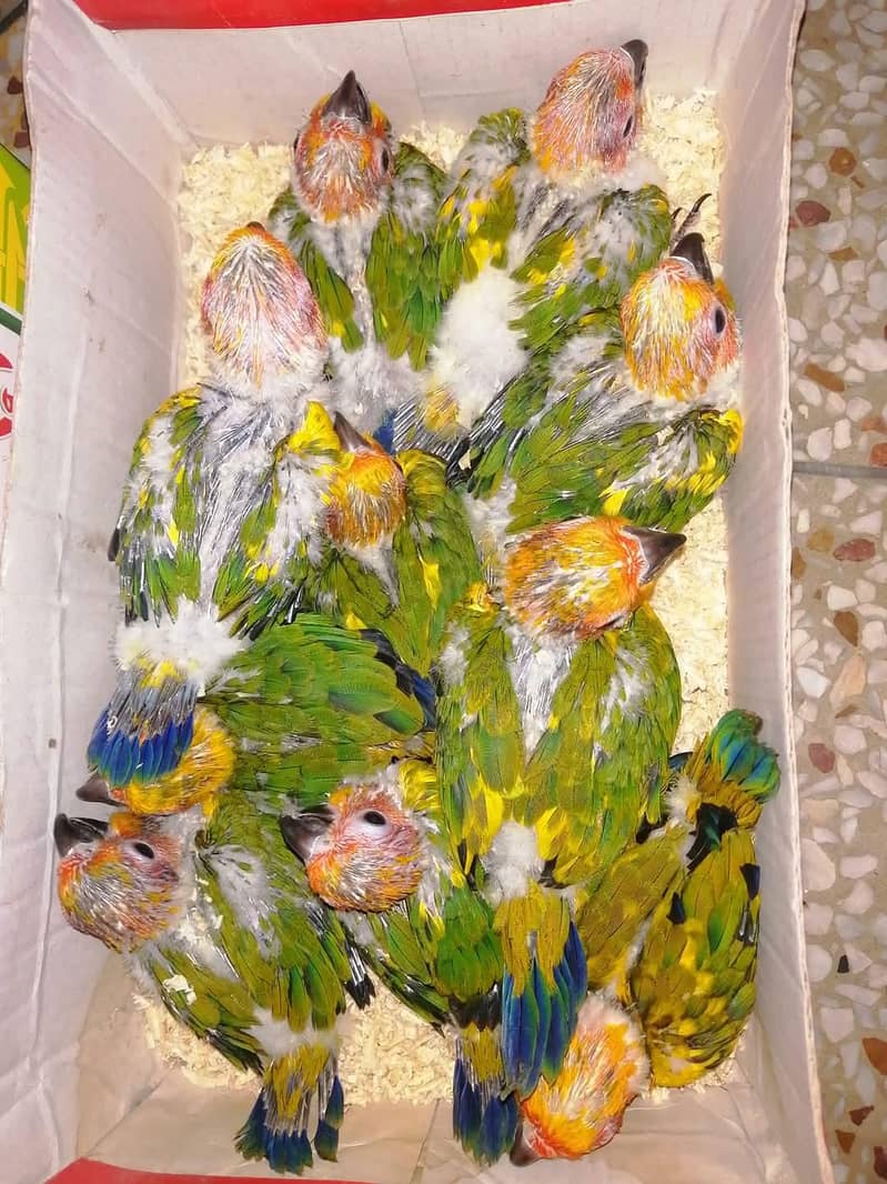 sun conore pair chicks

                                                            alt=