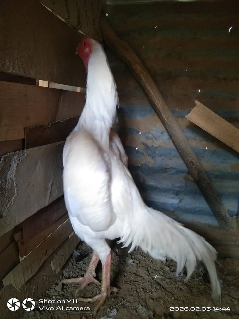 White Shamo Pair | Japanese Shamo Murga | White Aseel Shamo Murgi

                                                            alt=