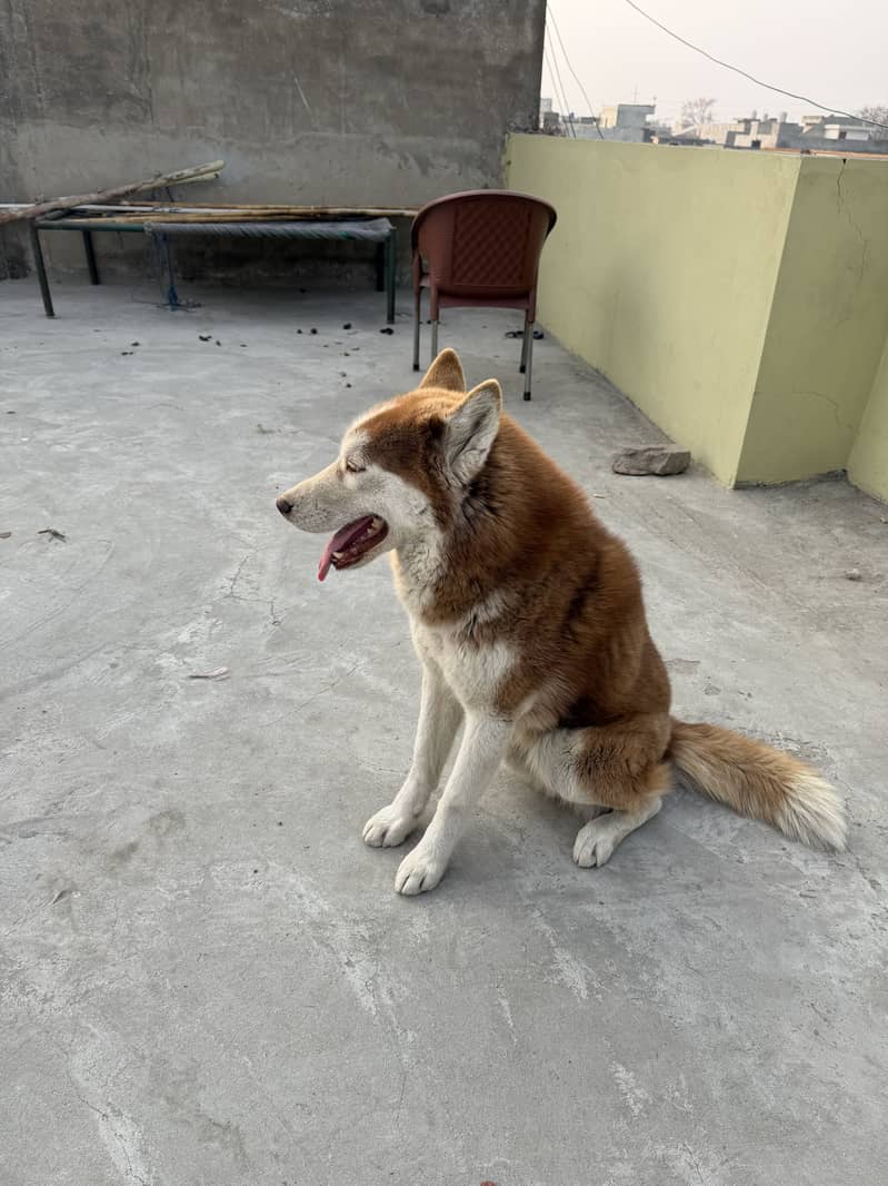 Jack husky

                                                            alt=