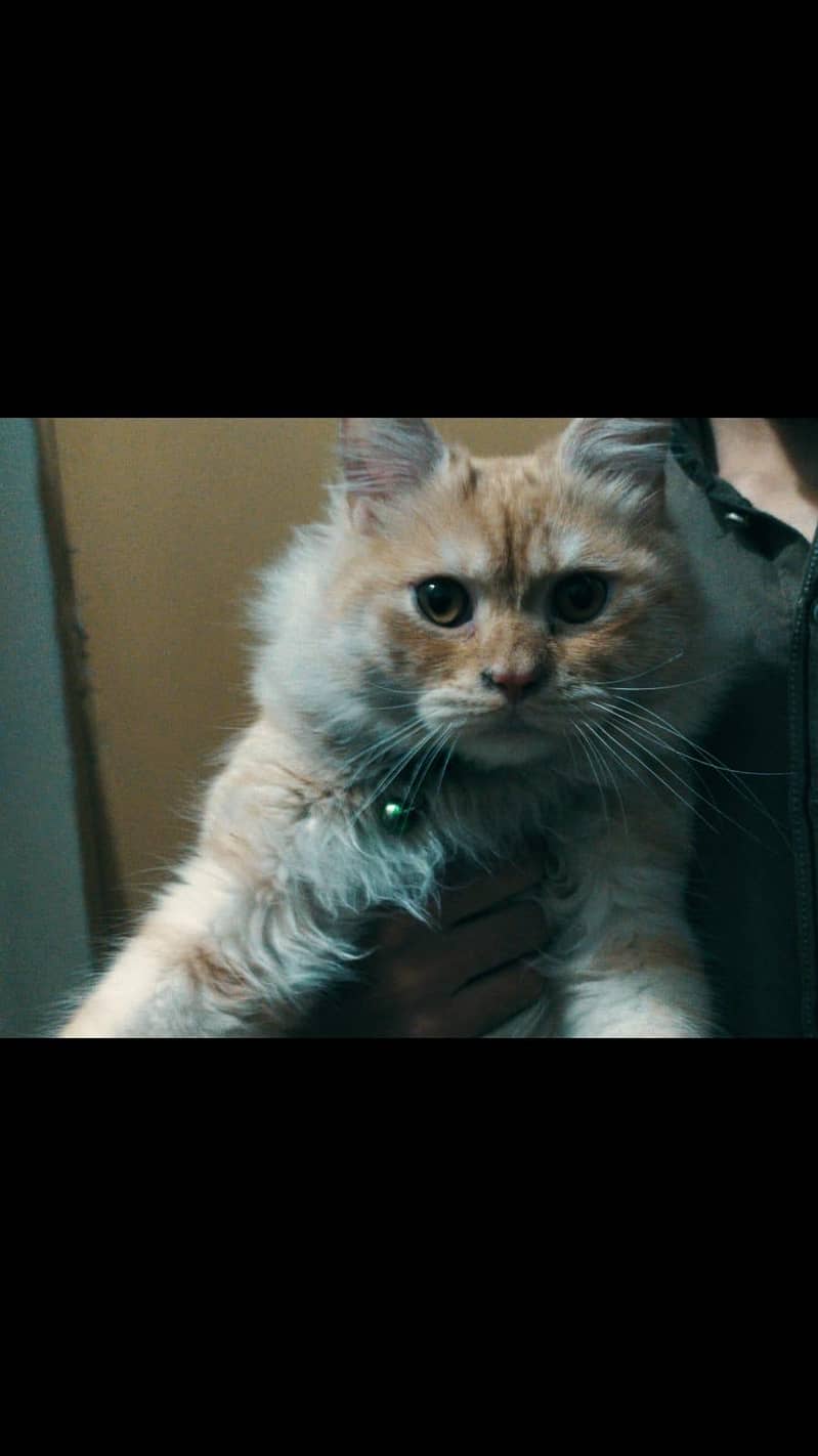 urgent sale CAT | punch face | beautiful baby eyes red shade .

                                                            alt=