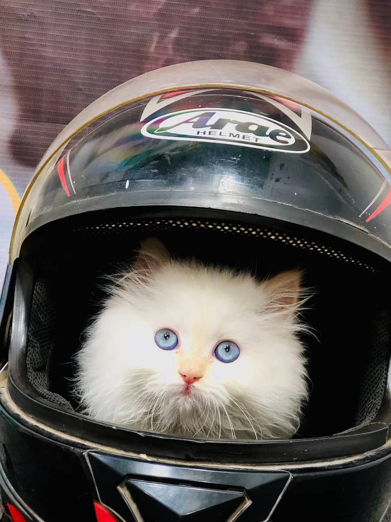 Home delivery available parshion kittens cats male feamle

                                                            alt=