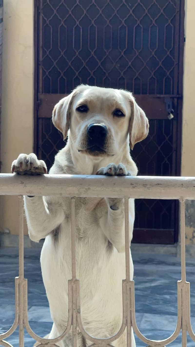 padigree British Labra | labrador| Labra female | Labra for sale

                                                            alt=