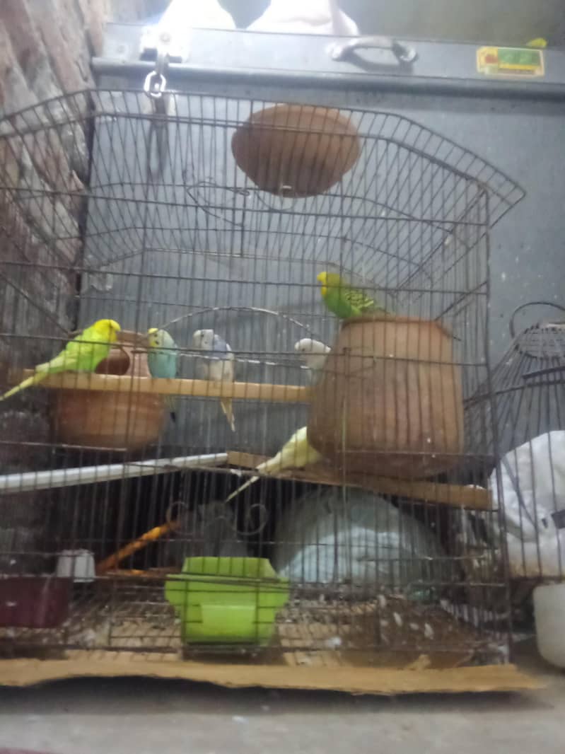 3 1000% breeder pair healthy n full active with cage

                                                            alt=