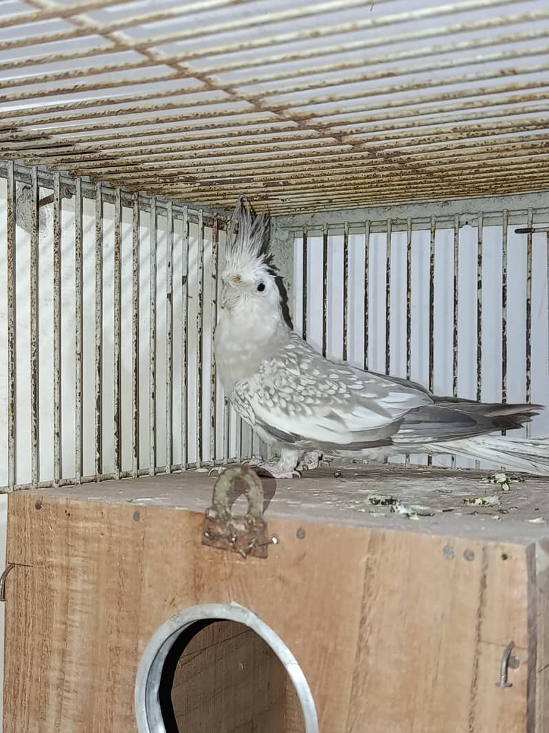 cocktail split fellow female

                                                            alt=