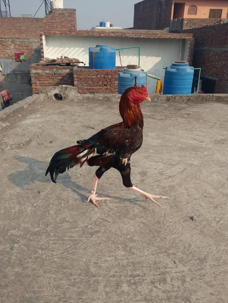 pure aseel Pakistani breed lakha patha

                                                            alt=