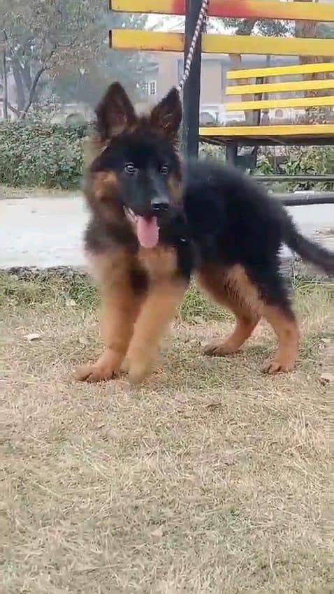 German shepherd puppies  double cot my WhatsApp number 0340729094o

                                                            alt=