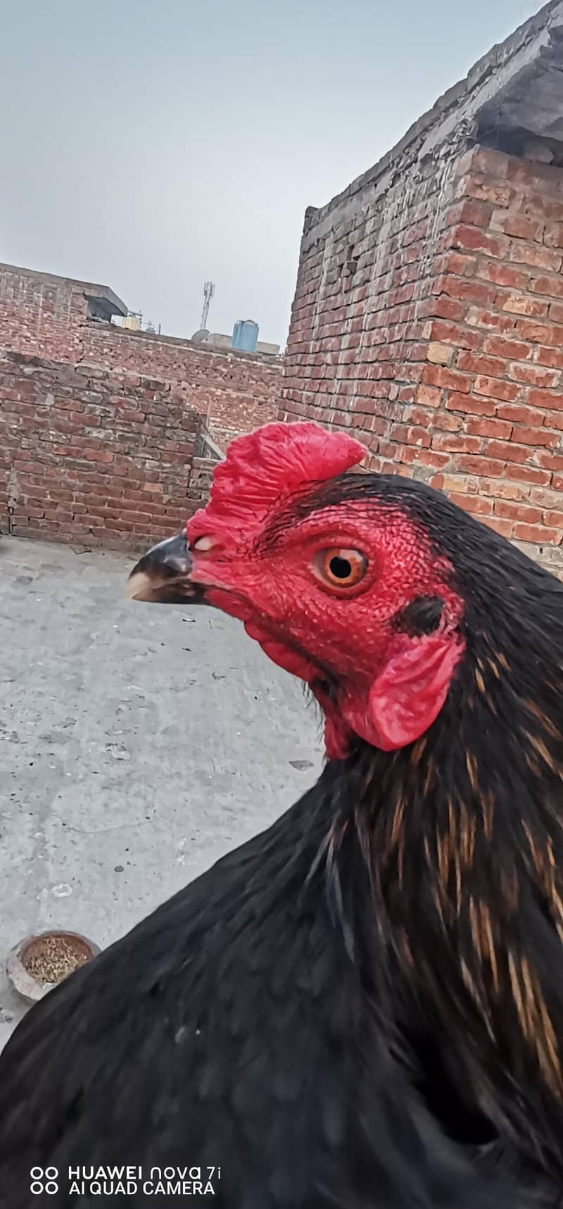 Aseel Patha

                                                            alt=