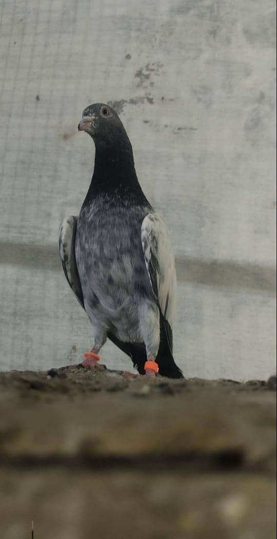 Pigeons / teddy kabotar / Pigeons for sale

                                                            alt=