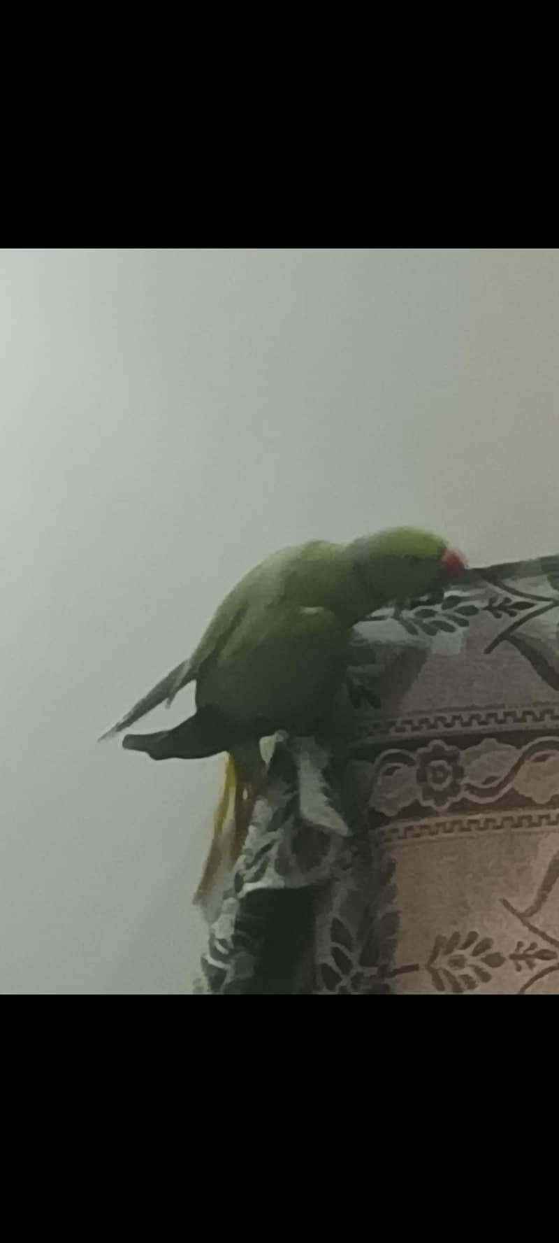 green parrot active and healthy

                                                            alt=