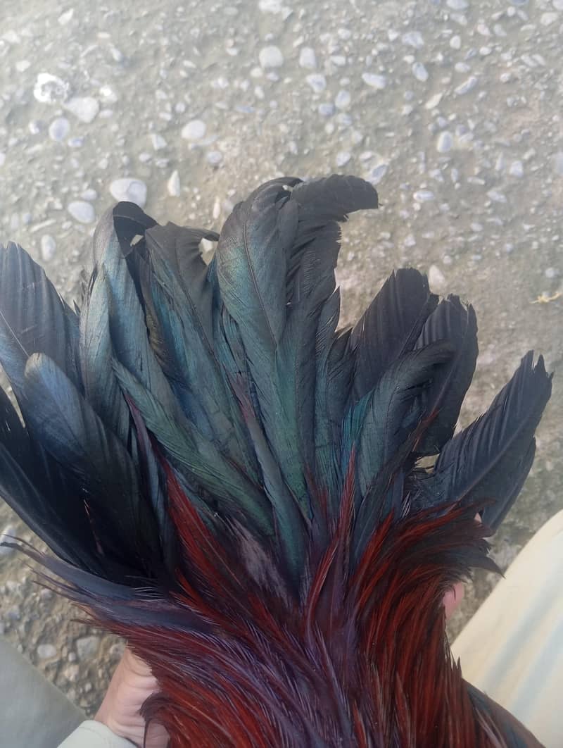 aseel murfa

                                                            alt=