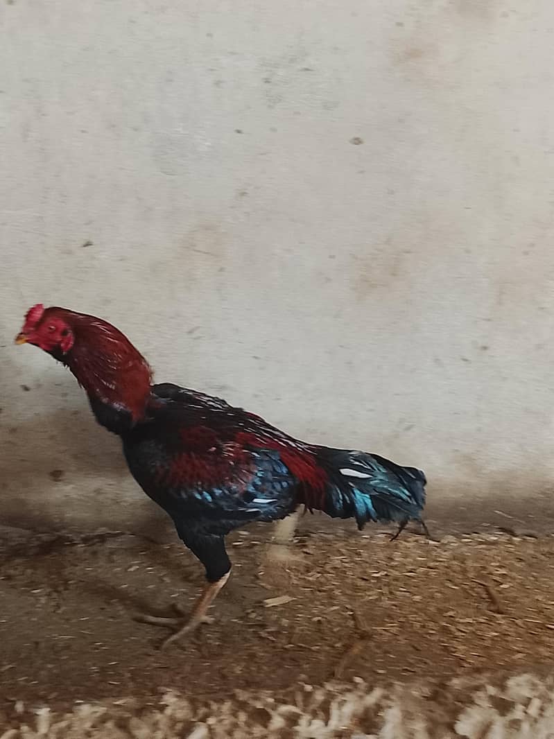 Aseel

                                                            alt=