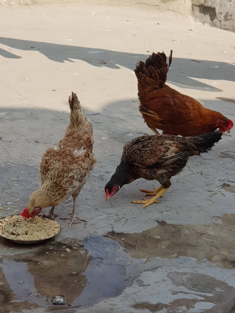 1 مرغیاں3   اور  مرغا

                                                            alt=