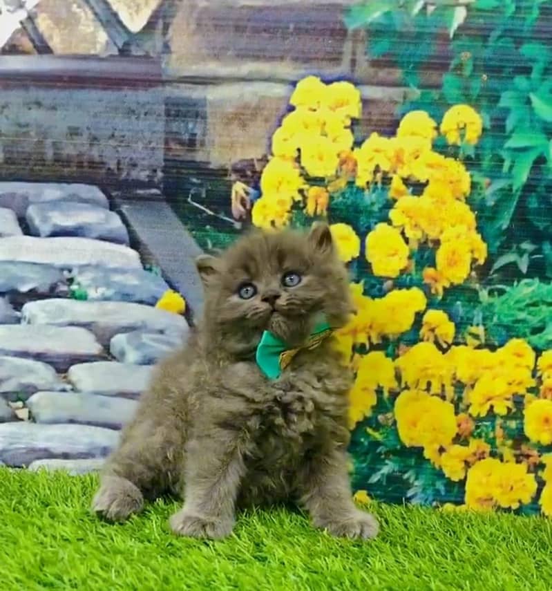 cash on delivery Persian Cats & Kittens Available — Healthy & Playful