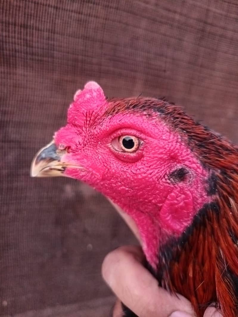 Thai locker Aseel Patha Vvip

                                                            alt=